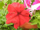 Red petunia, 08jun2013
