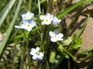 Myosotis alpestris (2013, June 04)