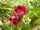 Dianthus chinensis (2013, June 04)