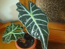 alocasia
