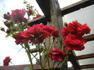 Rose Blaze Superior (2013, June 08)