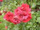 Rose Blaze Superior (2013, June 08)