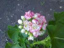 Apleblossom Rosebud