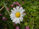 Bellis perennis (2013, June 08)