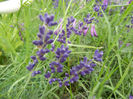 Lavender_Lavanda (2013, June 08)