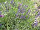 Lavender_Lavanda (2013, June 08)