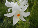 Madonna Lily (2013, June 08)