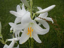 Madonna Lily (2013, June 08)