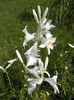 Madonna Lily (2013, June 09)