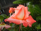 Rose Artistry (2013, June 08)