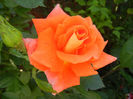 Rose Monica (2013, June 09)