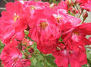 Rose Leipzig (2013, June 08)