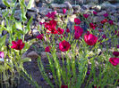 Linum Grandiflorum var Rubrum