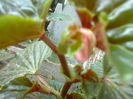 Begonie