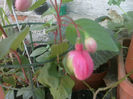 fucsia