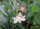 aldoilea inflorit