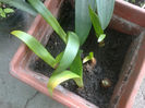 amarilis primit