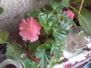 Begonia nonstop