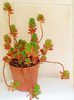 Sedum rubrotinctum