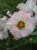Picture 3478