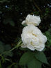 Picture 3547