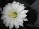 Echinopsis