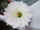 Echinopsis