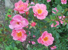 DSCN5668