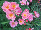 DSCN5669