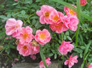 DSCN5670