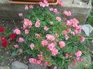 DSCN5671