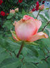 DSCN5688