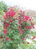 DSCN5690