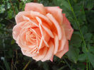 DSCN5694