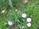 DSCN5705