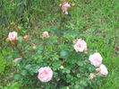 DSCN5709