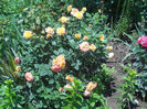 gartenspass