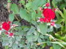 DSCN5722