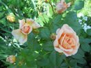 DSCN5727