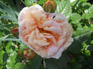 DSCN5728