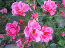 DSCN5741