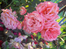 DSCN5762