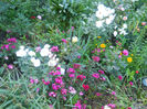 DSCN5784