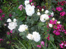 DSCN5786