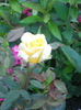 DSCN5799