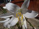 crin(lilium candidum)