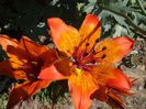 lilium maculatum