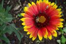 gaillardia aristata
