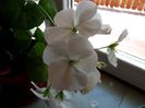 muscata alb simplu