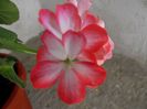 orange bicolor 1